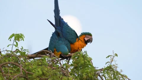 Pair of Blue and Yellow macaw Ara parrots grooming on a treetop in Pantanal Видео 291625202