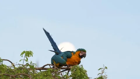 Pair of Blue and Yellow macaw Ara parrots grooming on a treetop in Pantanal Stock Footage 291625210