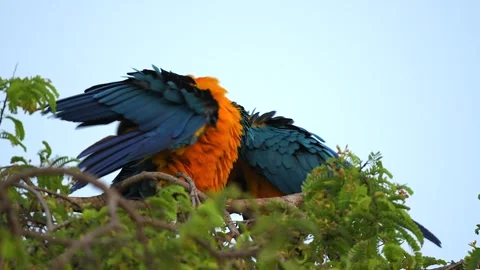 Pair of Blue and Yellow macaw Ara parrots grooming on a treetop in Pantanal Stock-Footage 291625255