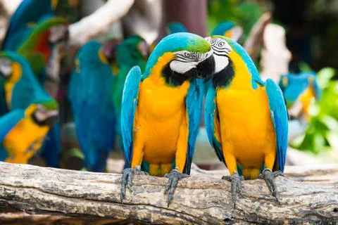 A pair of blue-and-yellow macaws perching at wood branch in jungle. Colorful  Stock Photos