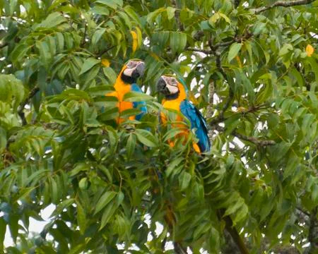 A Pair of blue-and-yellow macaws perched in a tree Stock Photos