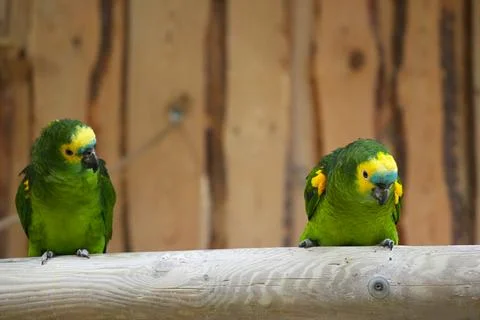 Pair Blue-fronted Amazon green on a wooden perch close up. Stock Photos