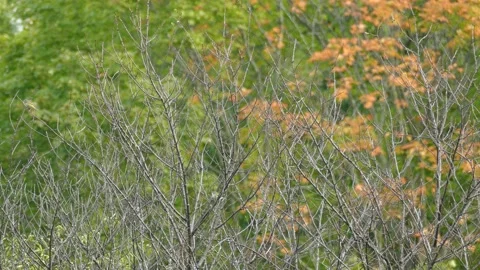 Pair of blue headed vireo migrating birds on fall colored scenery Stock Footage 144566043
