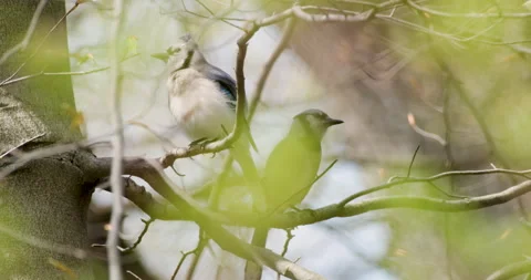 Pair Of Blue Jays Sitting In A Tree Stock Footage 152800618