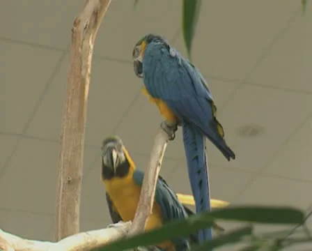 Pair of blue macaw parrots perching 스톡 동영상 8854198