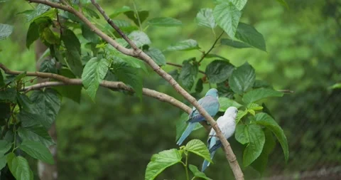 Pair of Blue Parakeets Nuzzling on Branch in Garden Stock Footage 340889353