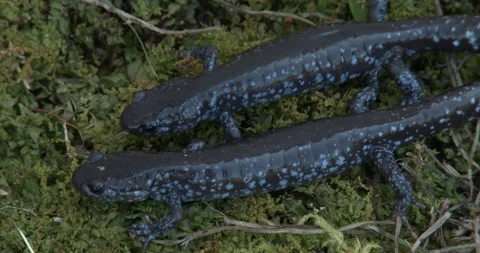 Pair of Blue-spotted Salamanders, Newts, Resting on Moss Stock Footage 235654213