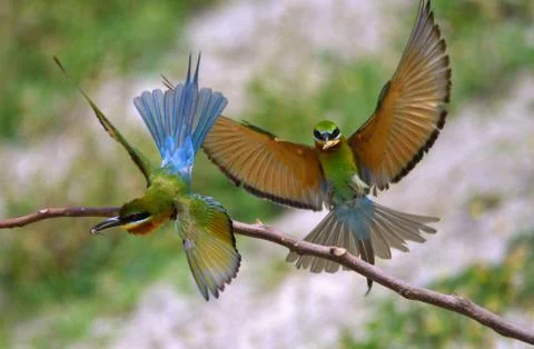 A pair of blue tail bee eater take off Stock Photos