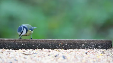 Pair of blue tits on bird table Stock Footage 140744156