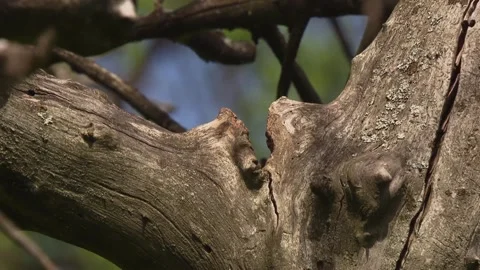 Pair of blue tits taking turns feeding their chicks, rapid wing flutter at nest  Stock Footage 330452087