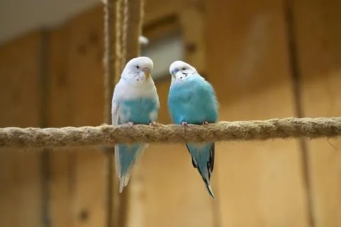 Pair of blue wavy parrots sitting on a rope stalk in close-up Stock Photos