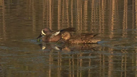 Pair of Blue-winded Teal Ducks Feeding Stock Footage 270375645