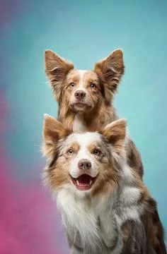 Pair of Border Collies with happy expressions Stock Photos