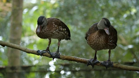 Pair of Bown Ducks Perched on a Tree Branch Stock Footage 74990051