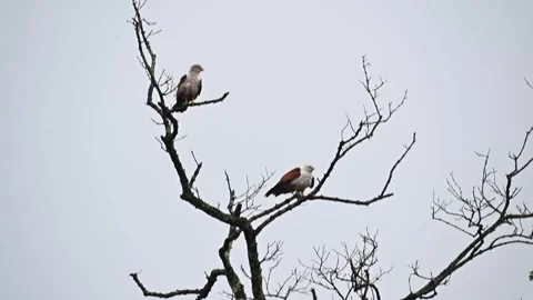 A pair of Brahminy kites perched up on a tree in Sundarbans Stock Footage 252583315
