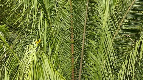 Pair of bright orange oriole on large palmtree in jungle Stock Footage 123554648