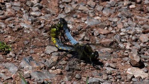Pair of Broad-bodied Chaser - Libellula depressa Stock-Footage 138429531