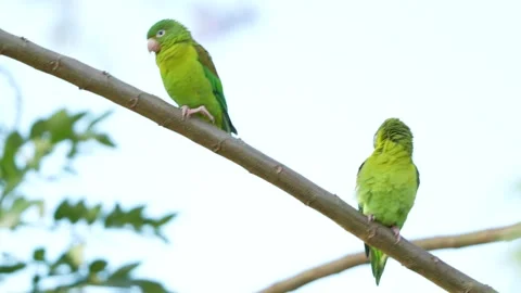 Pair of bronzed parakeets in nature Cali Colombia 動画素材 316719542