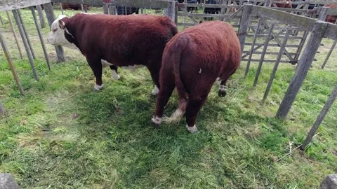 A pair of brown and white Polled Hereford cows locked in a corral during an.. Stock Footage 286764353