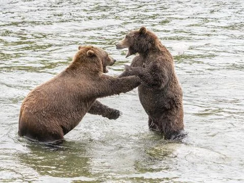 A pair of brown bears (Ursus arctos) mock fighting at Brooks Falls, Katmai Stock Photos
