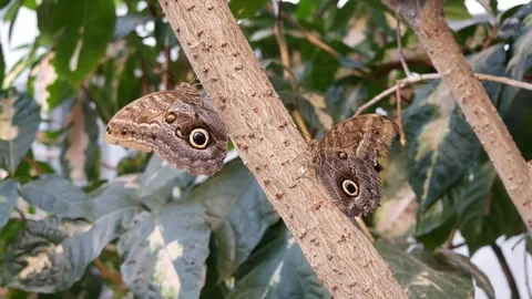 Pair of Brown Butterflies Video stock 96754099