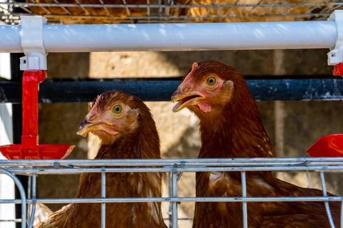 Pair of Brown Chickens Looking Through Wire Farm Cage 库存照片
