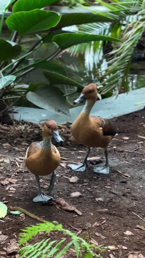 Pair of brown ducks standing in tropical enclosure Stock Footage 339367443