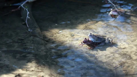 A Pair Of Brown Frogs Mating (Amplexus) In Shallow Water During The Spring Repro Stock Footage 314405439