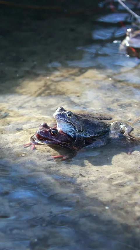 A Pair Of Brown Frogs Mating In Shallow Water During The Spring.  Vertical 스톡 동영상 309116053