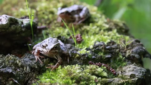Pair Of Brown Frogs On Mossy Log In Forest Stock Footage 310303228