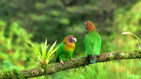 Pair of brown-hooded parrots perched on a branch Video stock 190679754