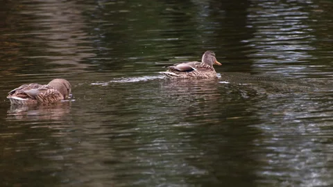 Pair of brown mallard ducks peacefully swimming Video stock 329552872