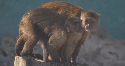 Pair of brown monkeys Capuchin, Stock Footage 88865751