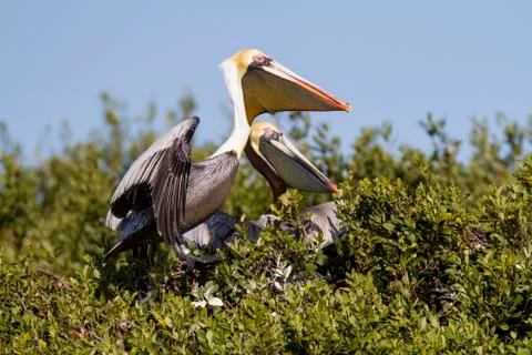 Pair of Brown Pelicans Stock Photos