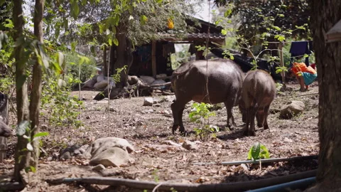 A pair of Bubalus bubalis graze in an orchard in Thailand Stock Footage 246598188
