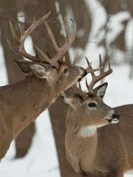 Pair of Bucks Stock Photos