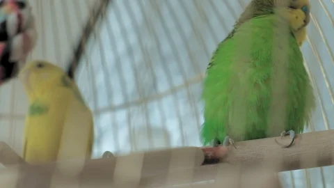 Pair of budgerigar in a large cage Stock Footage 127874649