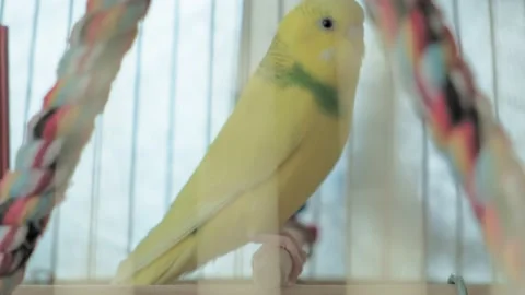 Pair of budgerigar in a large cage Видео 141369565