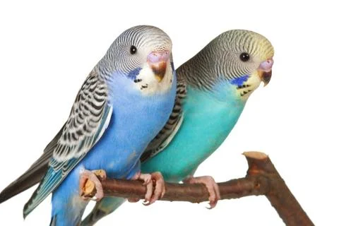 Pair of budgerigars 写真素材