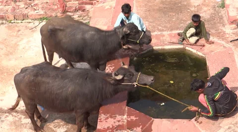 A pair of buffalo Stock Footage 35736479