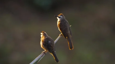 Pair of bulbul birds perching on twig in golden backlight Stock Footage 345000078