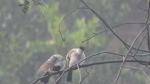 Pair of Bulbuls Resting on Tree, Enjoying the Calm Atmosphere Stock Footage 308440182