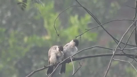 Pair of Bulbuls Resting on Tree, Enjoying the Calm Atmosphere Stock Footage 308440248