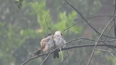 Pair of Bulbuls Resting on Tree, Enjoying the Calm Atmosphere Stock Footage 308440653