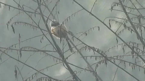 Pair of Bulbuls Resting on Tree, Enjoying the Calm Atmosphere Stock Footage 308440947