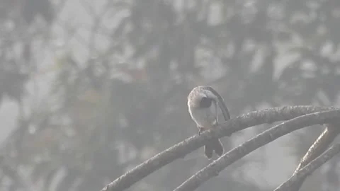 Pair of Bulbuls Resting on Tree, Enjoying the Calm Atmosphere Stock Footage 308441549