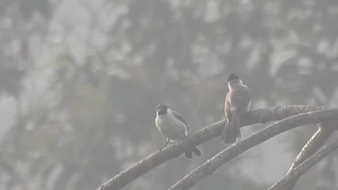 Pair of Bulbuls Resting on Tree, Enjoying the Calm Atmosphere Stock Footage 308441552