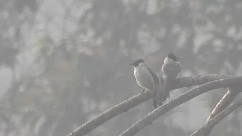 Pair of Bulbuls Resting on Tree, Enjoying the Calm Atmosphere Stock Footage 308441603