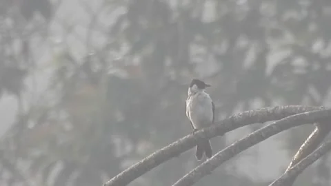 Pair of Bulbuls Resting on Tree, Enjoying the Calm Atmosphere Stock Footage 308442394