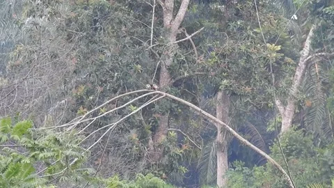 Pair of Bulbuls Resting on Tree, Enjoying the Calm Atmosphere Stock Footage 308449474